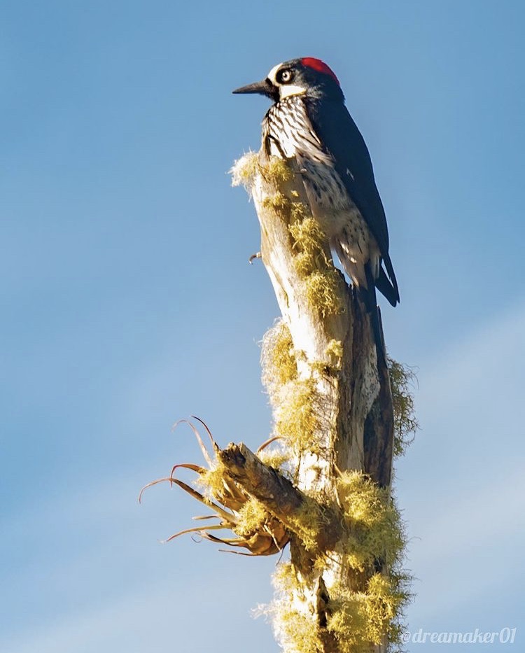 Pájaros Carpinteros en Costa Rica