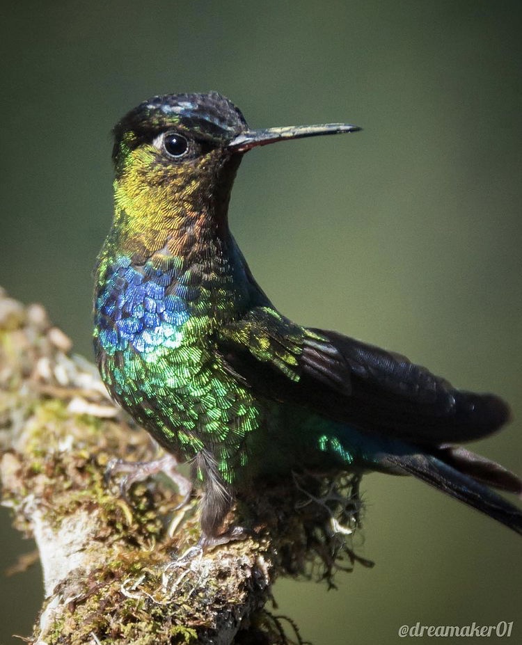 Colibrís en Los Quetzales