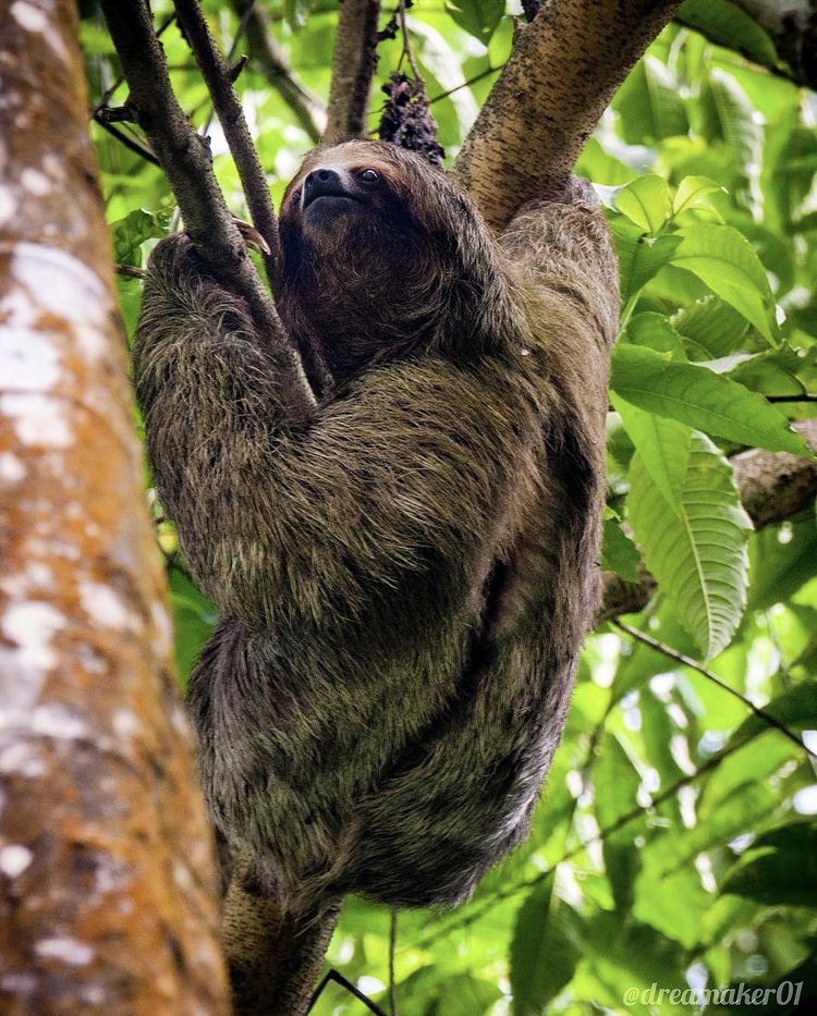 Perezoso en Fortuna, Alajuela en Costa Rica