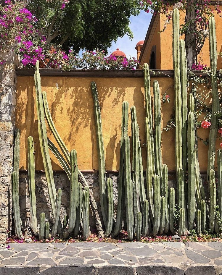 Cactus en México