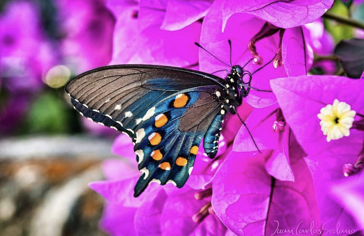 La Cola de Golondrina