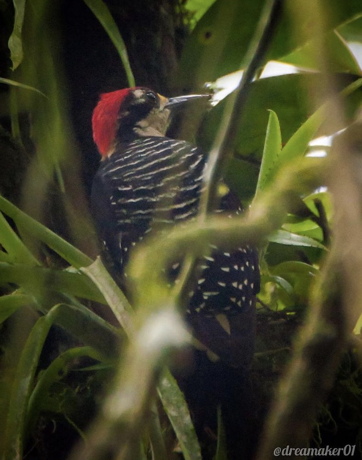 Blog Pájaros Carpinteros en Costa Rica 1