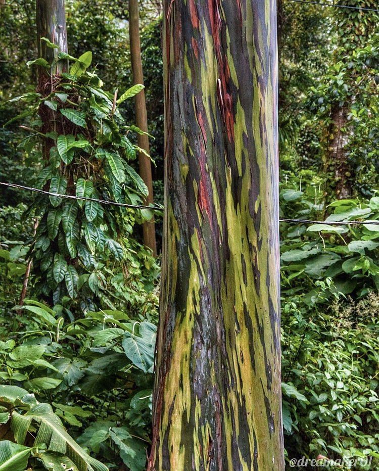 Blog La Selva Tropical en Arenal 5