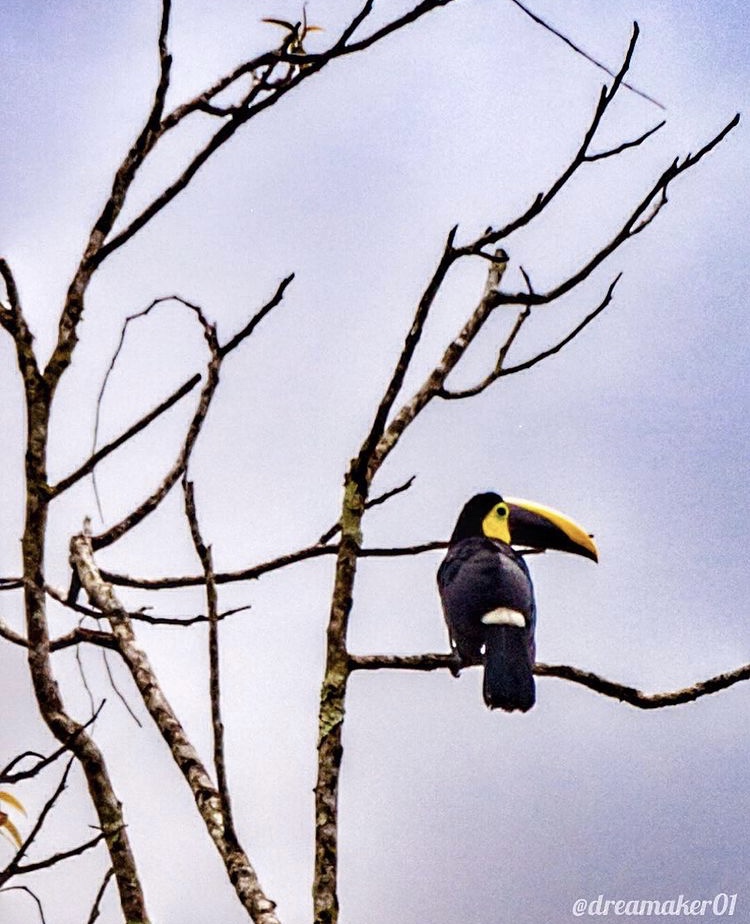 Blog La Selva Tropical en Arenal 6