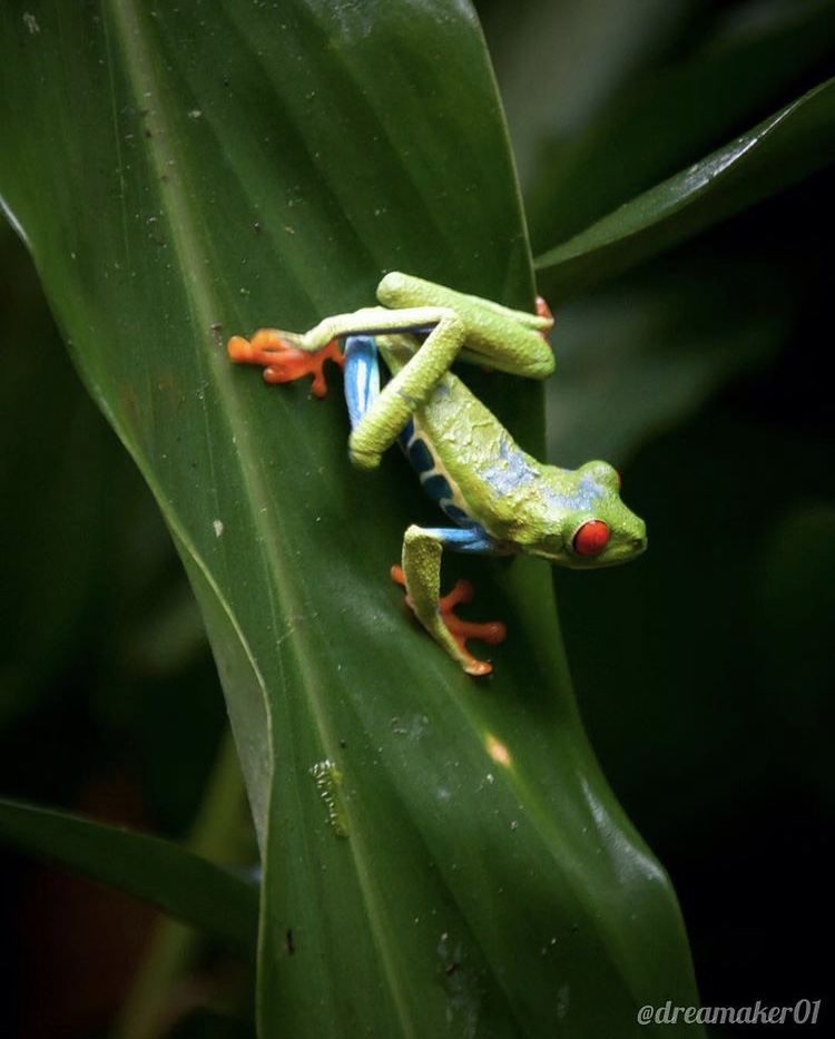 Blog La Selva Tropical en Arenal 7